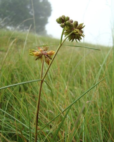 Periglossum angustifolium leaves